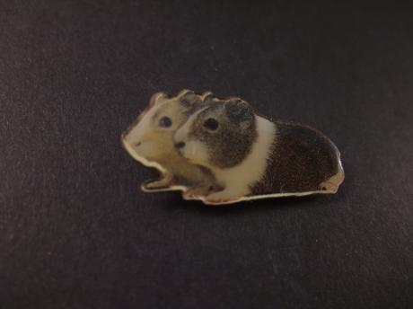 Huiscavia knaagdier( mannetje en vrouwtje)
